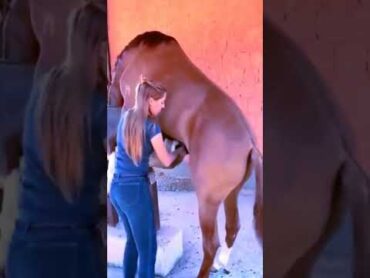 Marriage of horses Horse mating 😊