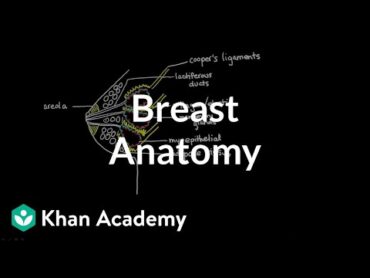 Breast Anatomy