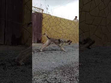حمله سگ سرابی به سگ ژرمن .dogiran sarabe. shorts