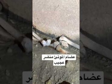 عضام بشر تحت سراديب قديمه