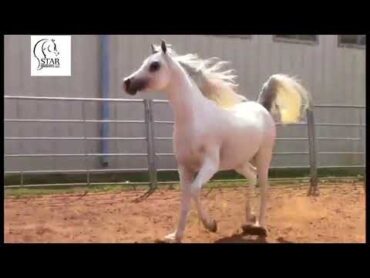 فحل مصري بيور ولا اروع ونسب راااااائع