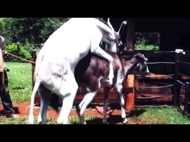 Horse  Mating with Donkey  Animals Mating  Animals Sex