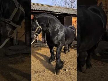 تزاوج خيل