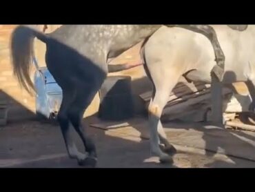 horse Sex videos Horse Mating  Breeding  Animals Mating Compilation 2024 @KingTufani Animal