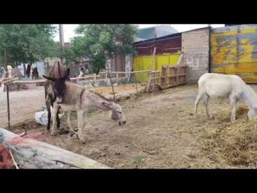 donkey mating