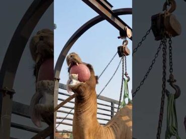 هدارة جمل فحلبعيرلهاةقناة البادية الرسمية
