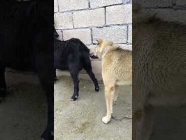 Dog and goat animals pigeon bird animal pigeonbird love pigeonlove doggoat