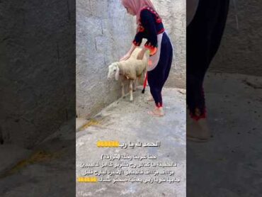 دنيا السطايفية مع كبش العيد 😍دنيا السطايفية