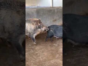Daily pig farm activitiesPig Farm Shorts Part 962