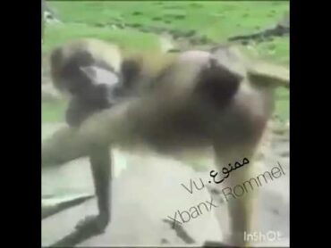 ممكين تعطيني شي حوية هههههه