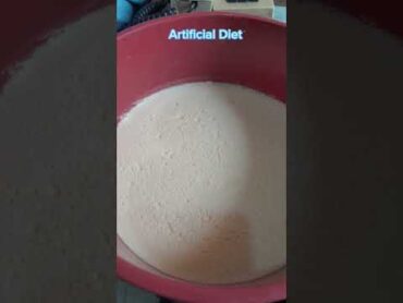 Artificial diet of insect youtubeshort shortsvideo entomology PakZarat