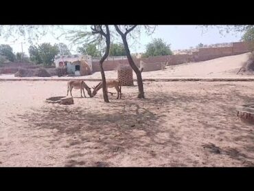 Donkey mating love animals donkey donkeybreeder breeding donkeymating animal
