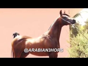 Rafahag الحصان العربي فحل مصري مميز