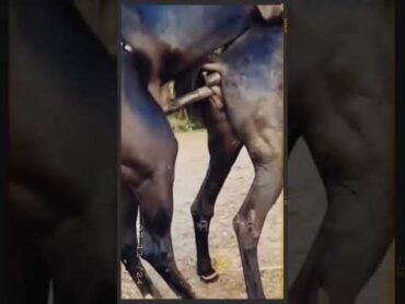 Stallion Horse Mating CloseUp with Mare shorts