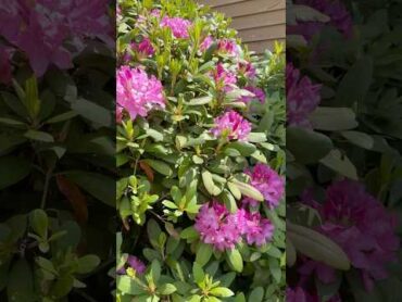 Everything’s coming up  lilacs and Rhododendron