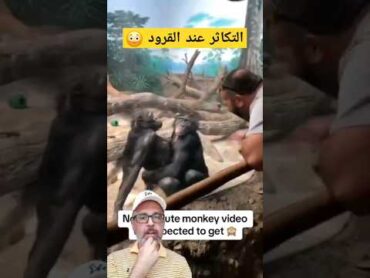 كيف تتكاثر ؟😳😳 قرد شيمبانزي تكاثر يوتيوب