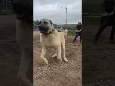 قدرت سگ کانگال ترکیه رو ببینید🐕🤯shorts