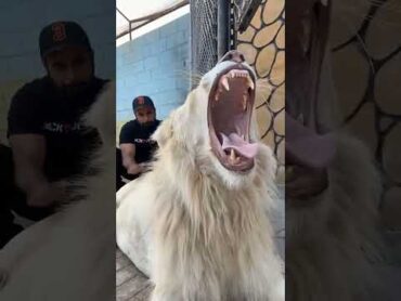 انياب اسد بالغ .مرعب.