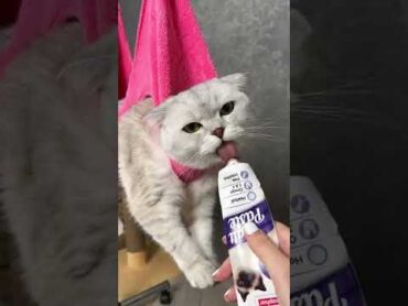 How to trim your cat`s claws 💅
