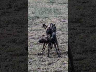 when wild dogs behave like wild dogs 🐕 🤣 🤪 😂 100shorts2024 youtubechamps