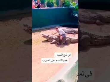 هجوم تمساح على المدرب