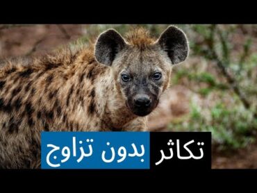 كائنات مذهلة تتكاثر بدون تزاوج