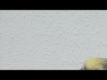 الببغاء الجميل ليو🦜انضموا الينا🔴