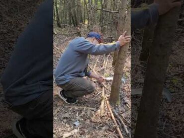 cutting dead tree by hand as our old way, but it is hard to do now...thank you for watching