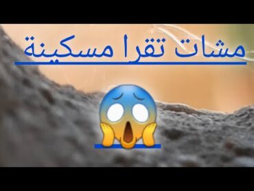 شوف بنتي مشات تقرا.حصلتهوم قيطي