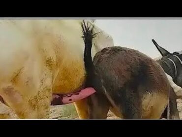 donkey meeting first time