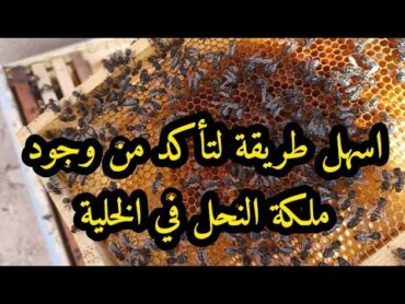 اسهل طريقة للتأكد من وجود ملكة النحل في الخلية أو من عدمها