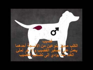 لماذا تعلق الكلاب بعد عملية التزاوج ؟ شرح عملية التزاوج