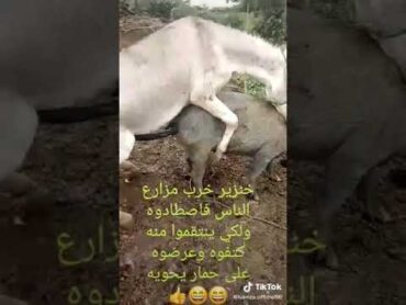 انتقال من الخنزير التي خربت مزارع2020