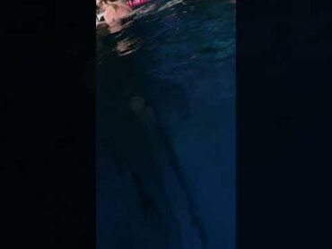 رجل يغتصب فتاة امام اهلها بالمسبح وما يقدرو يعملو شيء / لا يفوتكم