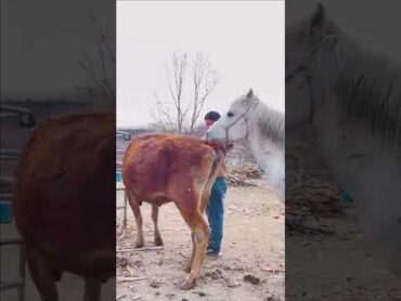 الحصان يتزوج بقره · هذا هو هجين الخيل والبقر شيئ عجيب