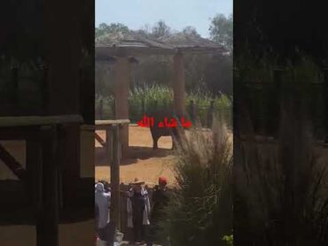 تزاوج الفيل بطريقة عجيبة غابة فيل تزاوج حيوانات حديقة مشهد اخيرا روتين يومي misi tandanse