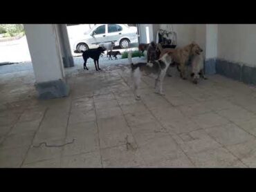 جنگ سر جفت گیری