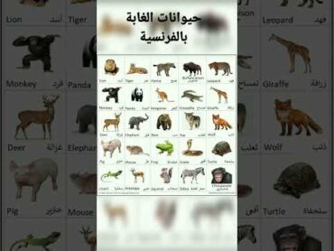 اسماء حيوانات الغابة بالفرنسية  تعلم اللغة الفرنسية