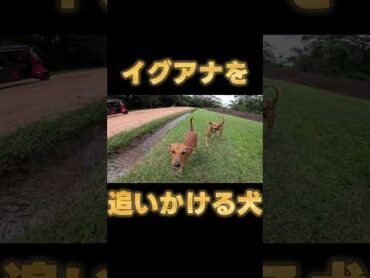 大きいイグアナを追いかける２匹の犬
