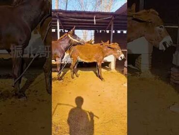 Funniest Donkey Ever! Donkey Training the fun way! 4995
