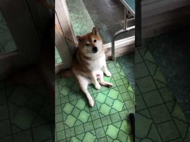 【柴犬】ゆうちゃん…ちんこ出てますよ☺️ shorts