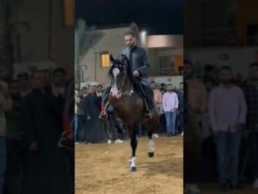 رقص خيل اقوي حصان في مصر بويكا و اسلام البيطار 2024