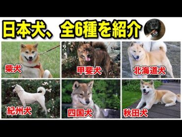 日本犬、全6種類を紹介！特徴や性格など