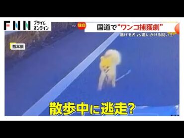 国道で“ワンコ捕獲劇”　逃げる犬VS追いかける飼い主と周りのドライバー　「雰囲気的に遊んでいるような感じ」　熊本（2025.01.24放送）