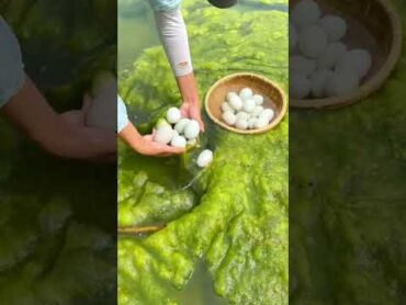 Collecting eggs in the river shorts