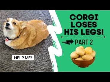 Talking corgi LOSES his legs (Part 2) shorts