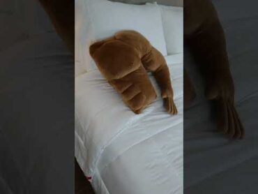 WHY am I only seeing these now? 😫 bed bedroom lifehacks amazon shorts