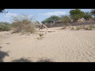 Donkey&39;s mating