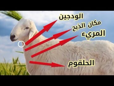 طريقة ذبح الأضحية حسب الشريعة الاسلامية