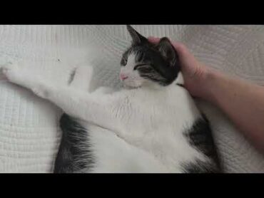 Sweet kitty lady